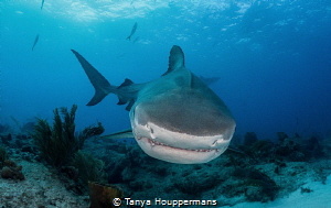 Toothy Grin
A tiger shark "smiles" for the camera. by Tanya Houppermans 
